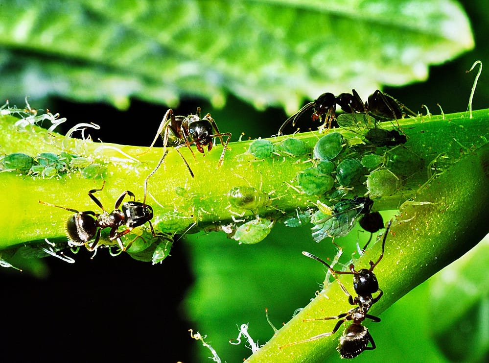 Ameisen auf Pflanzen